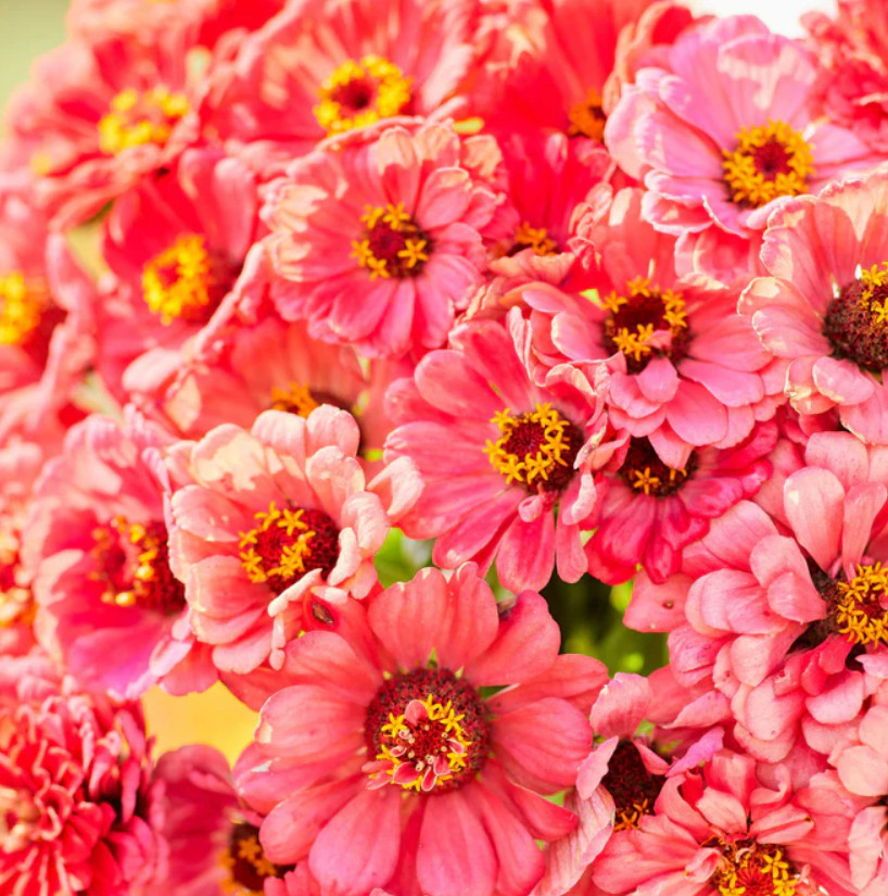 Zinnia elegans SALMON QUEEN California Giants 4″ BLOOMS Pollinators 100 Seeds!