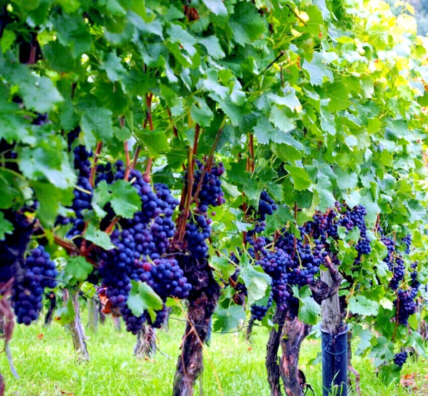20 WINE GRAPE SEEDS (Vitis vinifera) Vine Tree Fast Hardy Garden Fruit Plant
