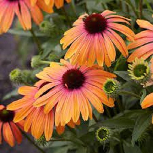 50 Sherbert Coneflower Seeds Echinacea Perennial Flowers Bloom Flowers Seed 907