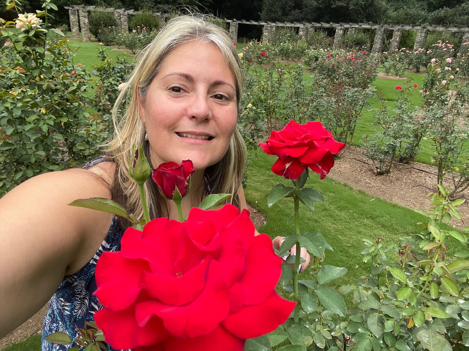 20 CLASSIC STYLE ROSE SEEDS home garden flower plant bush diy Rosas hybrid tea
