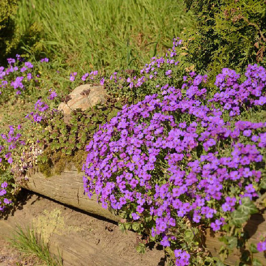 Groundcover AUBRIETA WHITEWELL GEM Purple Rock Cress PERENNIAL Non-GMO 500 Seeds