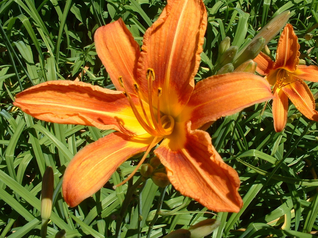 25 Orange Day Lily Fans Hemerocallis fulva ORGANIC tawny ditch bareroot plants
