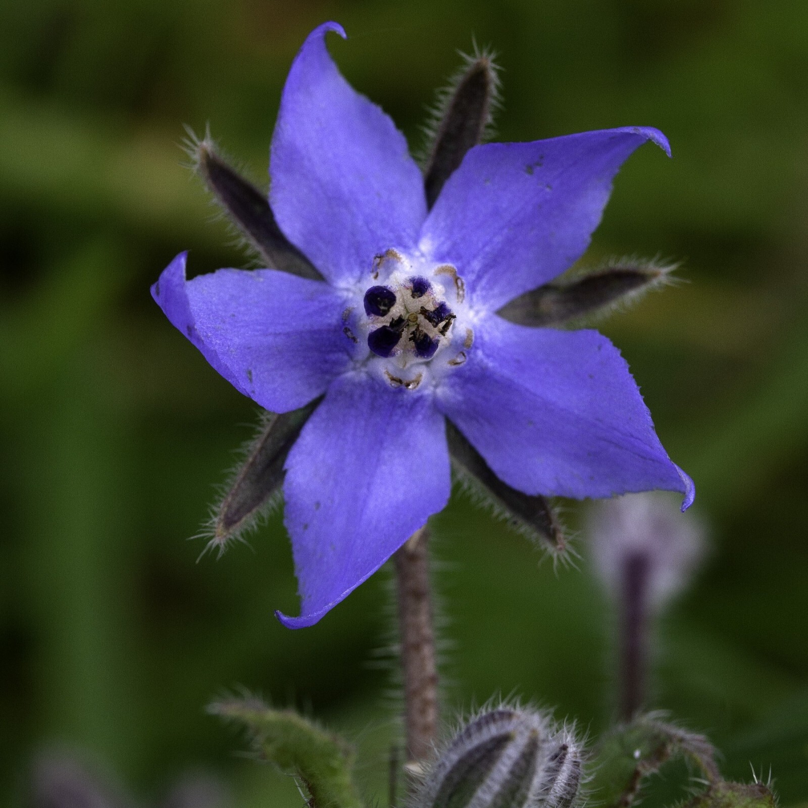 Borage Seeds, Blue Starflower, Non-GMO, Attracts Pollinators, Free Shipping