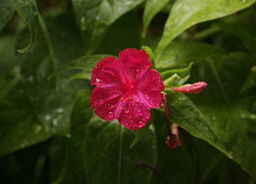 Mirabilis jalapa | Red Four O’clock | 10 Seeds