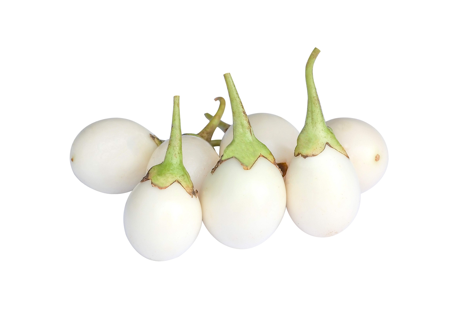 30 EASTER EGG PLANT Ornamental Easter Eggplant / Nest Egg Solanum Ovigerum Seeds