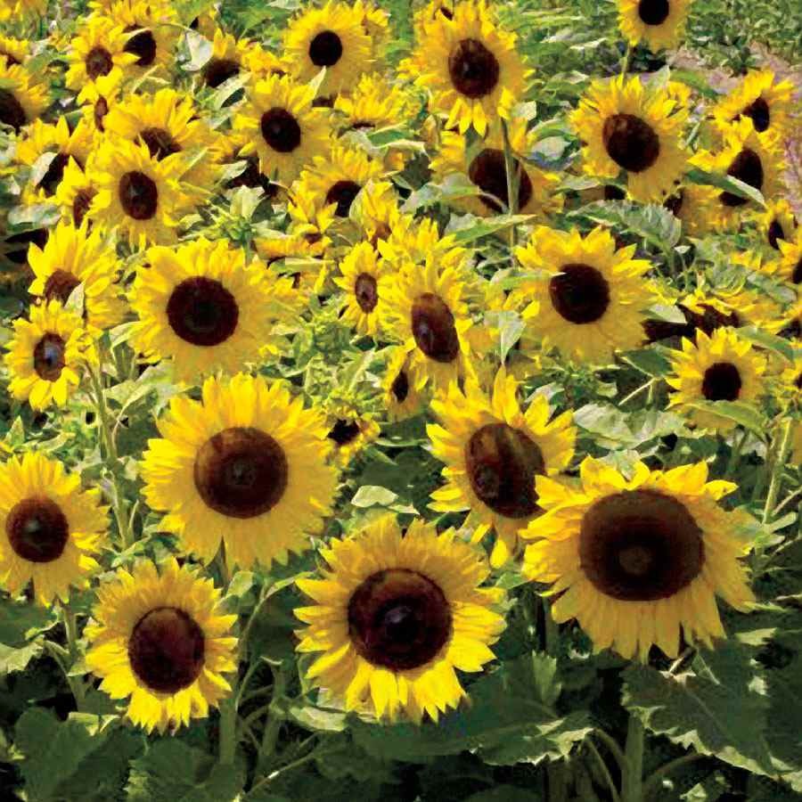 5 LBS Sunflower Seed – Sunflower Sunspot Dwarf Flower Seeds