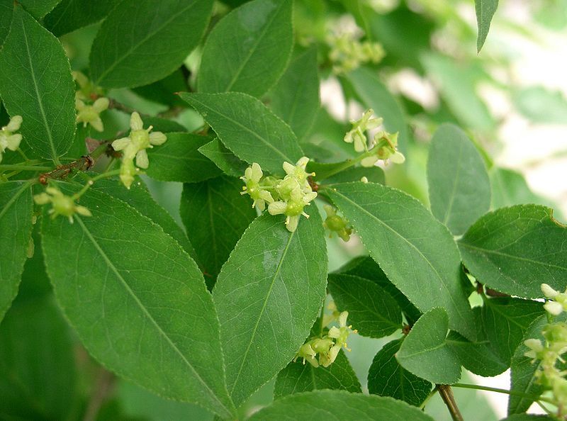 Burning Bush, Euonymus alatus, Shrub Seeds
