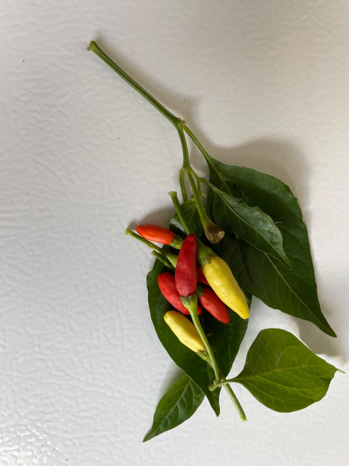75 Tabasco Pepper Seeds Open Pollinated Heirloom Hot Flavorful No pesticides