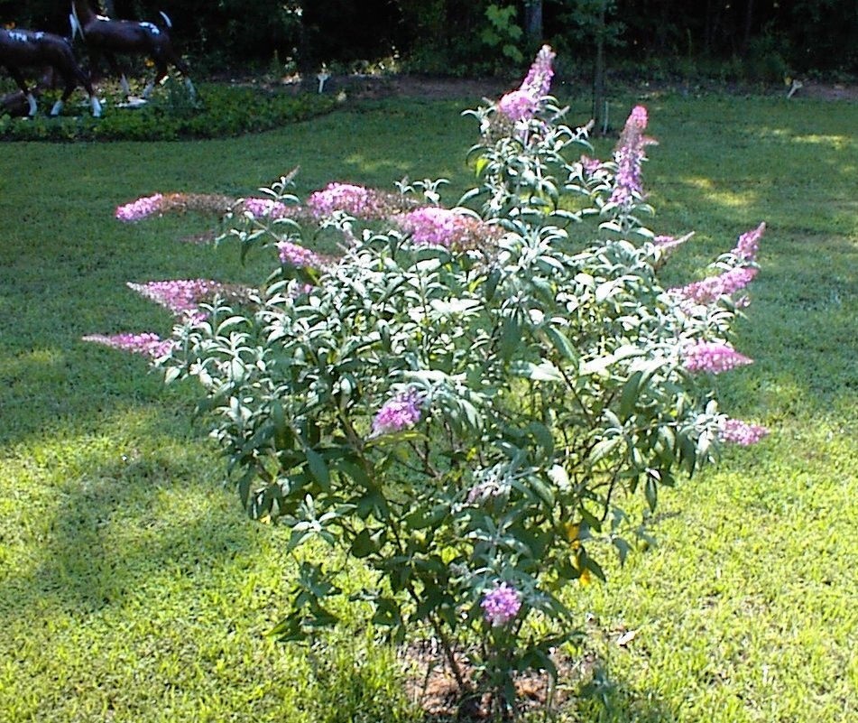 500 + Seeds of PINK Delight Butterfly Budhelia Bush True Perennial USA Seller