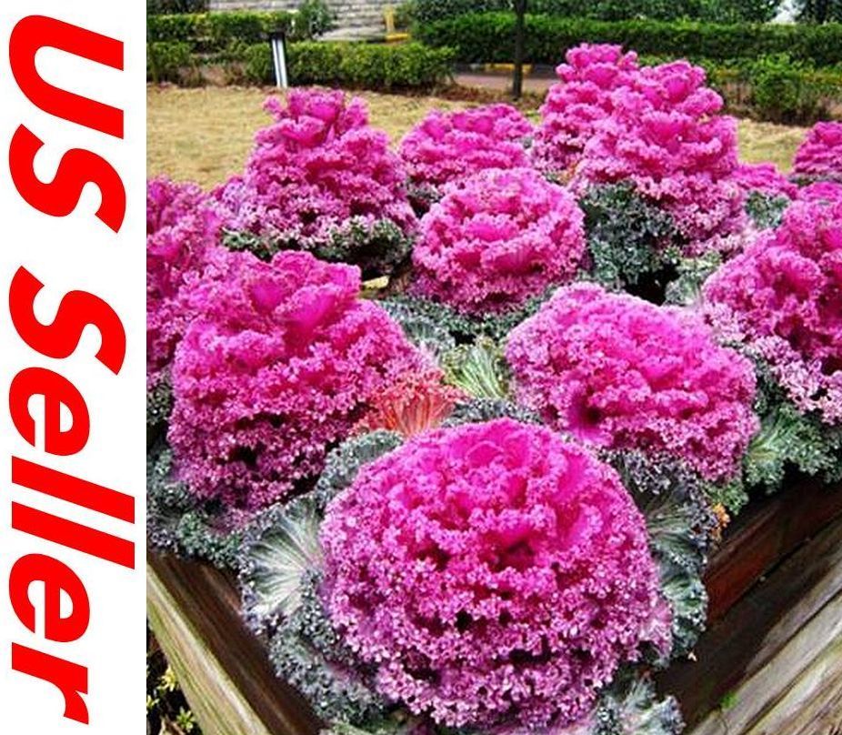 30 Seeds ORNAMENTAL KALE Seeds B55, Brassica Oleracea Collard Greens Seeds