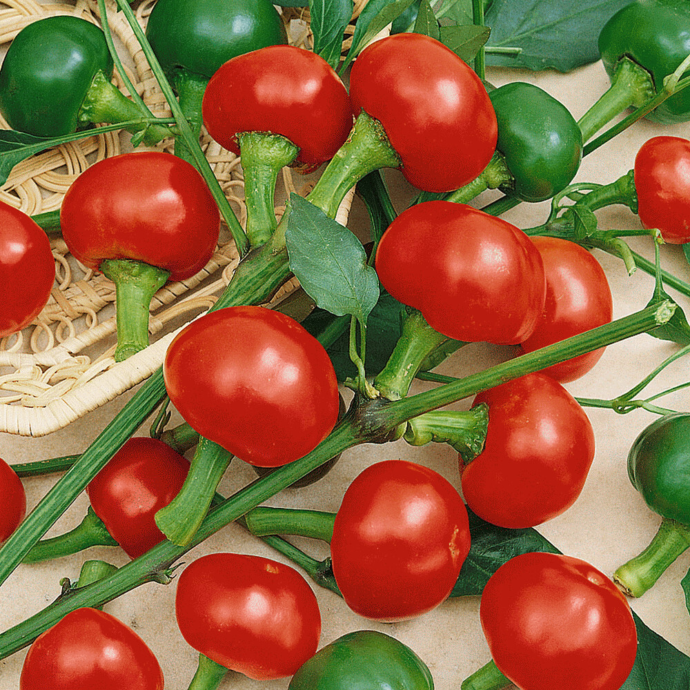30 RED CHERRY HOTS PEPPER SEEDS NON – GMO FRESH GARDEN HARVEST
