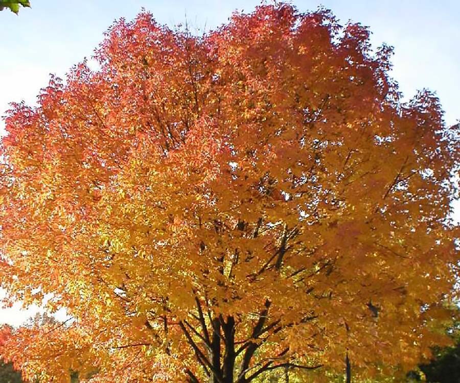 Sugar Maple, Acer saccharum, Tree Seeds