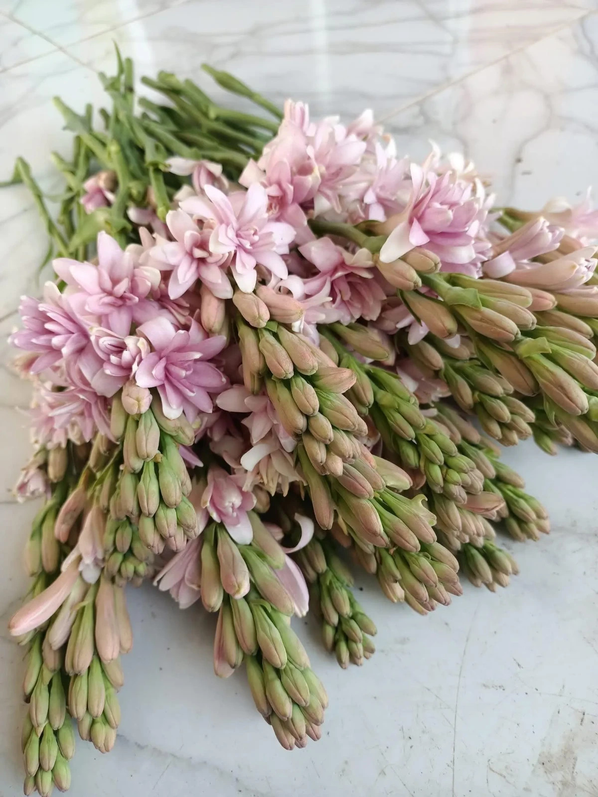 3 New! Large Double Pink Mexican Tuberose Polianthes Lily Fragrant