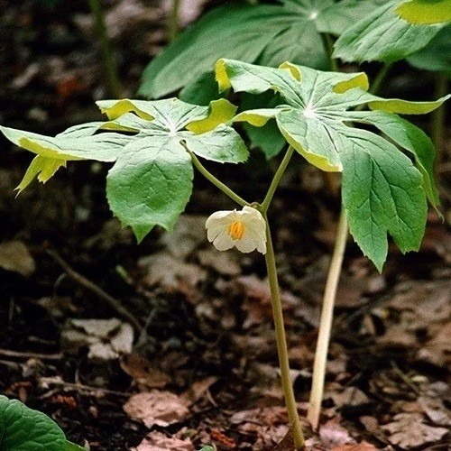 15 Mayapple Rhizome Live Bare Roots For Transplanting (Podophyllum Peltatum)