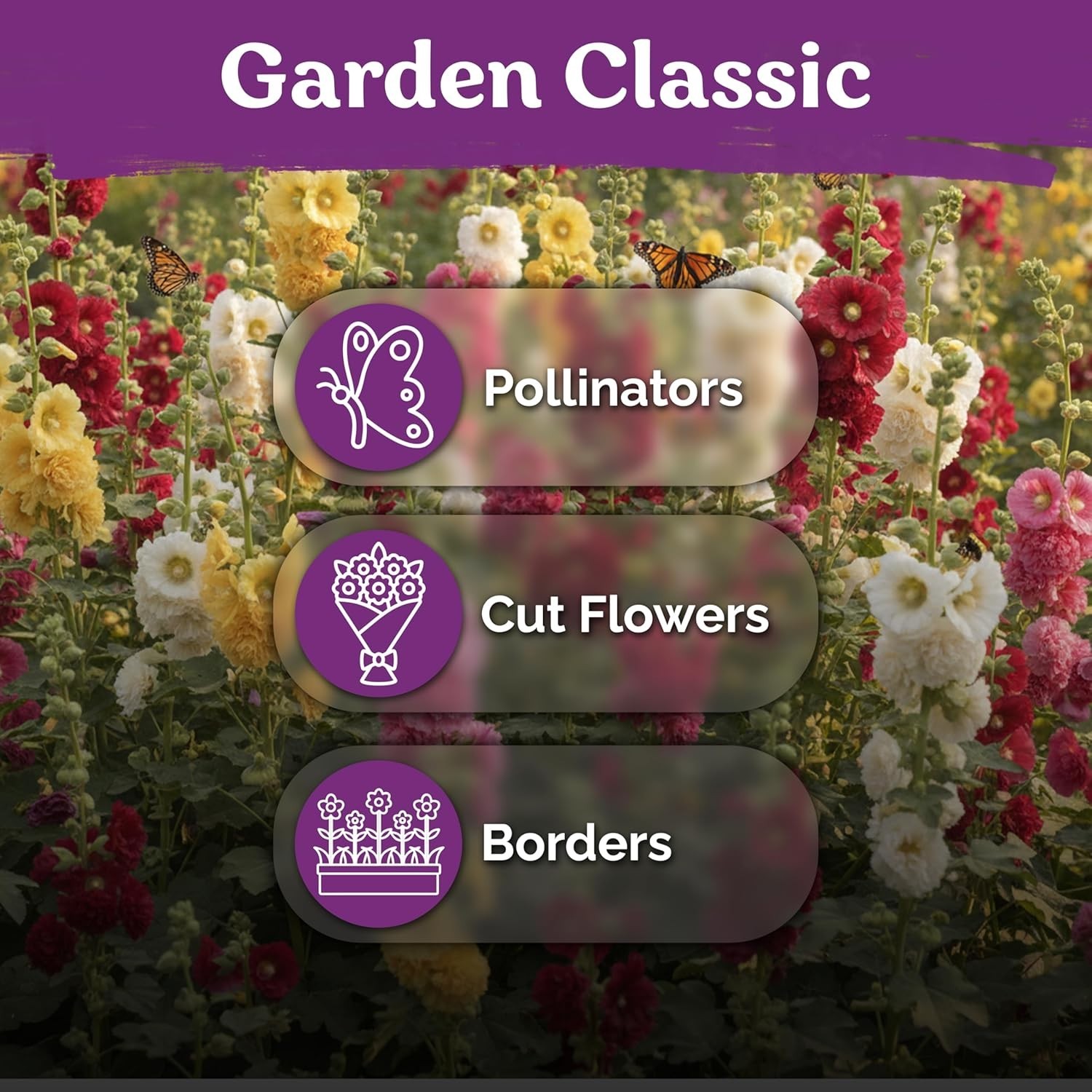 Pollinator Magnet – 150 Chaters Hollyhock Seeds, Vibrant Multi-Color Blooms