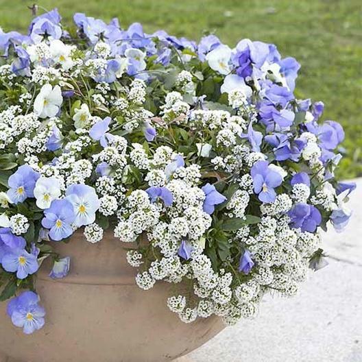 Alyssum SNOW CLOTH White Ground Cover Deer/Drought Resistant Non-GMO 1000 Seeds