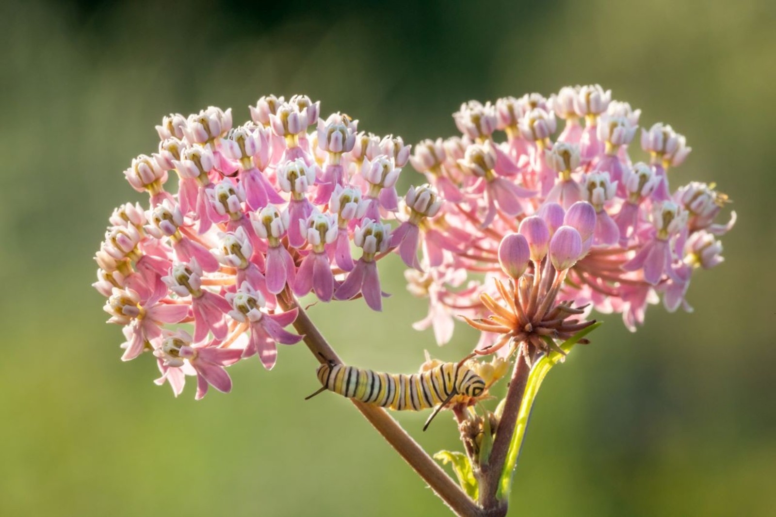 Pink Swamp Milkweed Seeds. Asclepias incarnata Free Shipping!