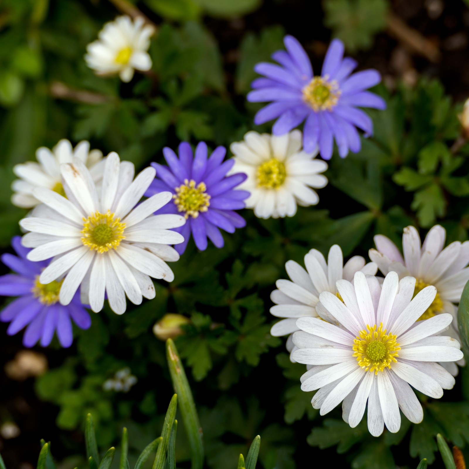 Anemone Blanda Colorful Mix – 15 Bulbs – Blue, Purple and White Flowers Attracts
