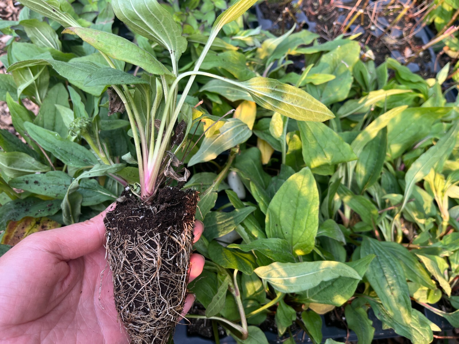 Rare Echinacea: A Delightful Long-lived Coneflower for Pollinators