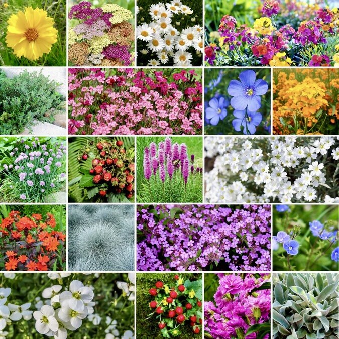 500+ PERENNIAL Wildflower Mix Seeds – ROCK GARDEN | Ground Cover 24 Types USA