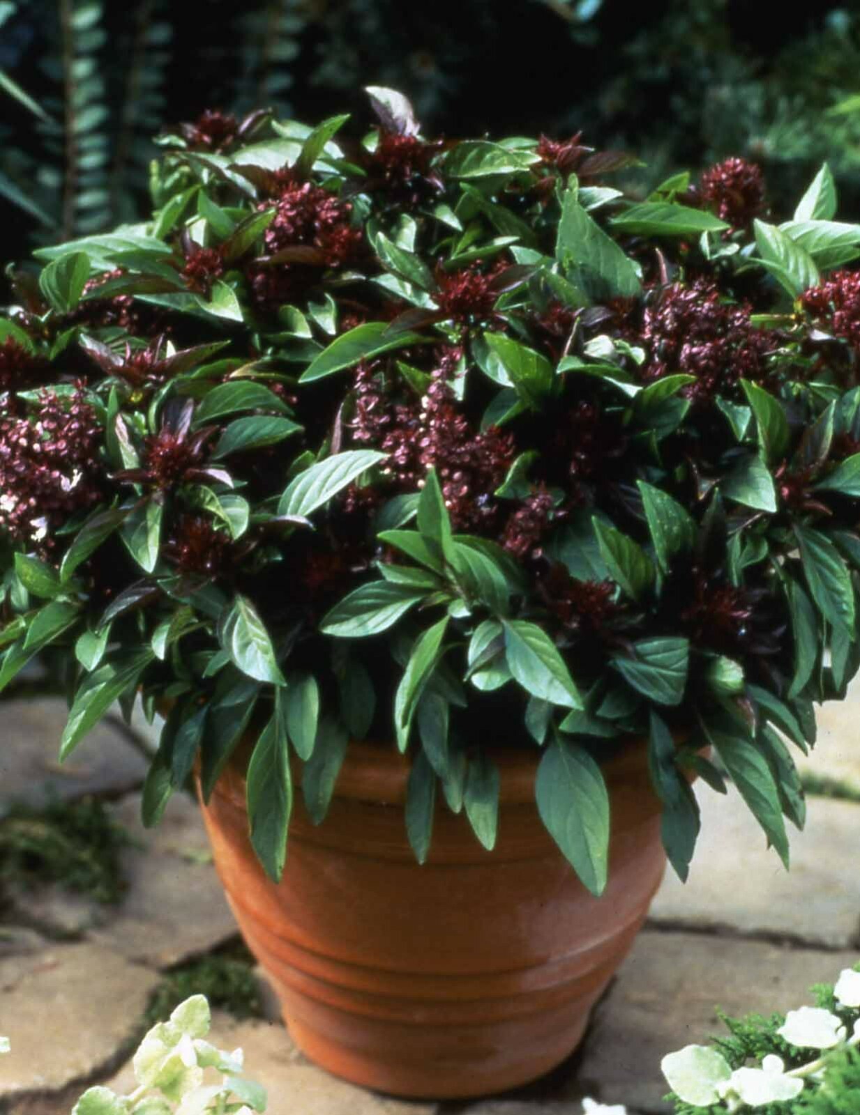 Herb BASIL SIAM QUEEN Edible Culinary Thai Basil Asian Non-GMO 250 Seeds!