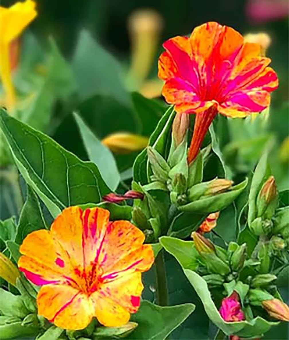 80 Broken Colors Four O’Clock Seeds – Tender Perennial That Reseeds Easily