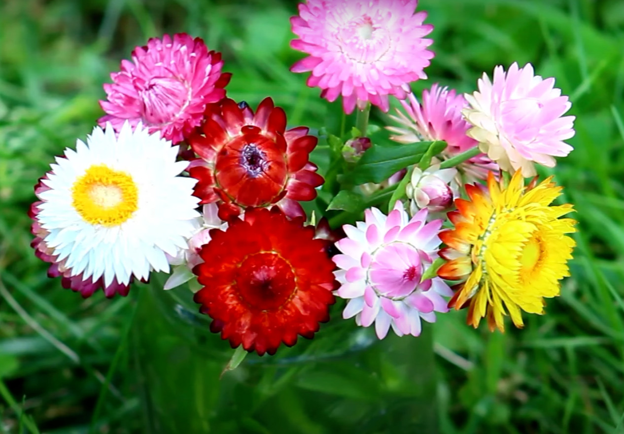 STRAWFLOWER 50 SEEDS SPRING MIX DAISY PERENNIAL RARE DROUGHT HEAT TOLERANT USA