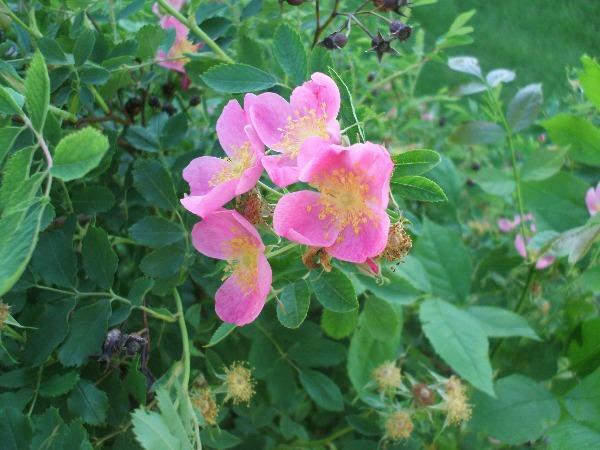 Rosa arkansas | Wild Prarie Rose | 100 Seeds