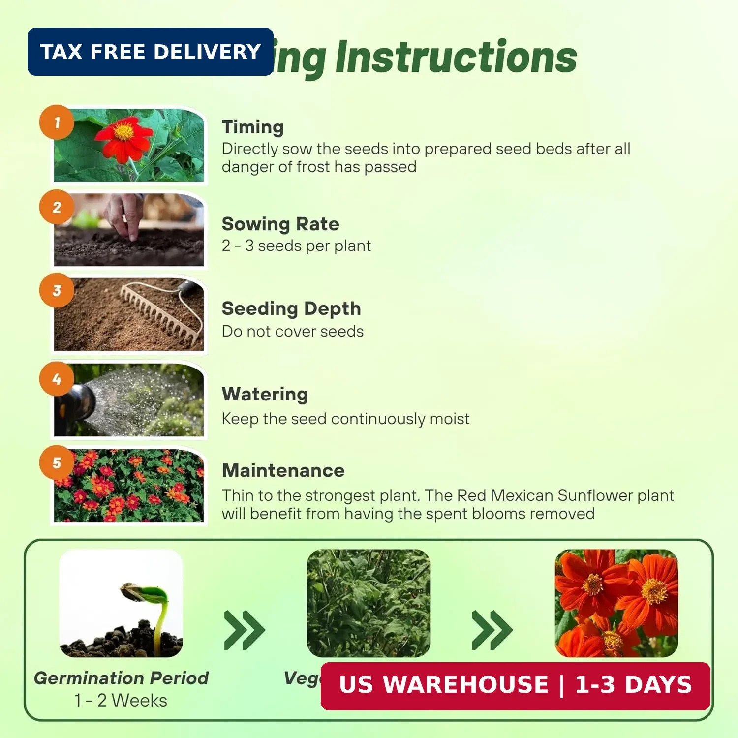 Outsidepride Red Torch Mexican Sunflower Seeds – 1000 Seeds Annual Tithonia, Fas