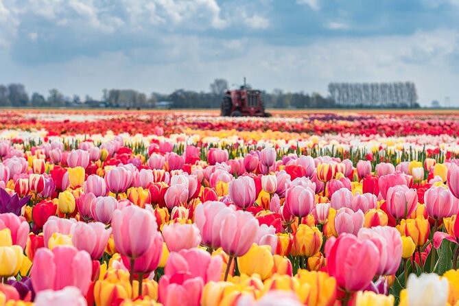 Tulip Mix All Colors and Kinds 5 Bulbs 12+ cm