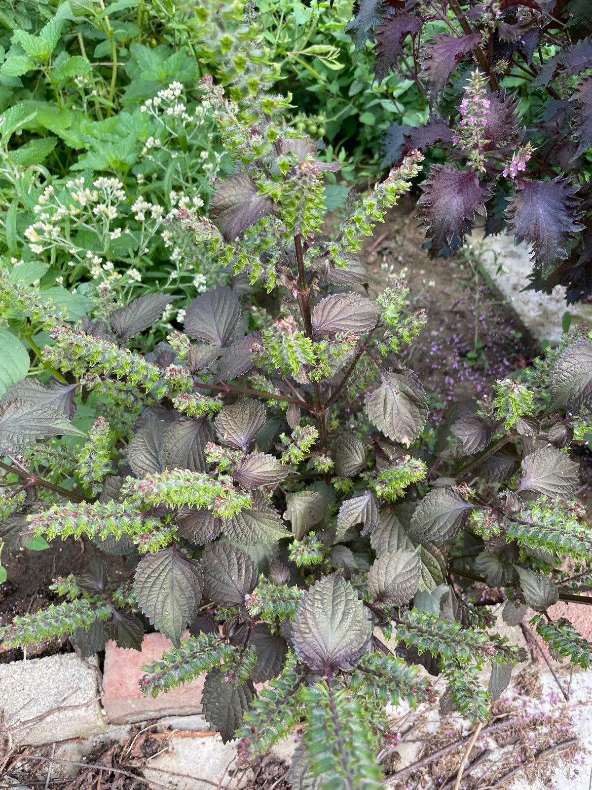 Chinese Shiso Perilla (red) 100 Seeds 2023