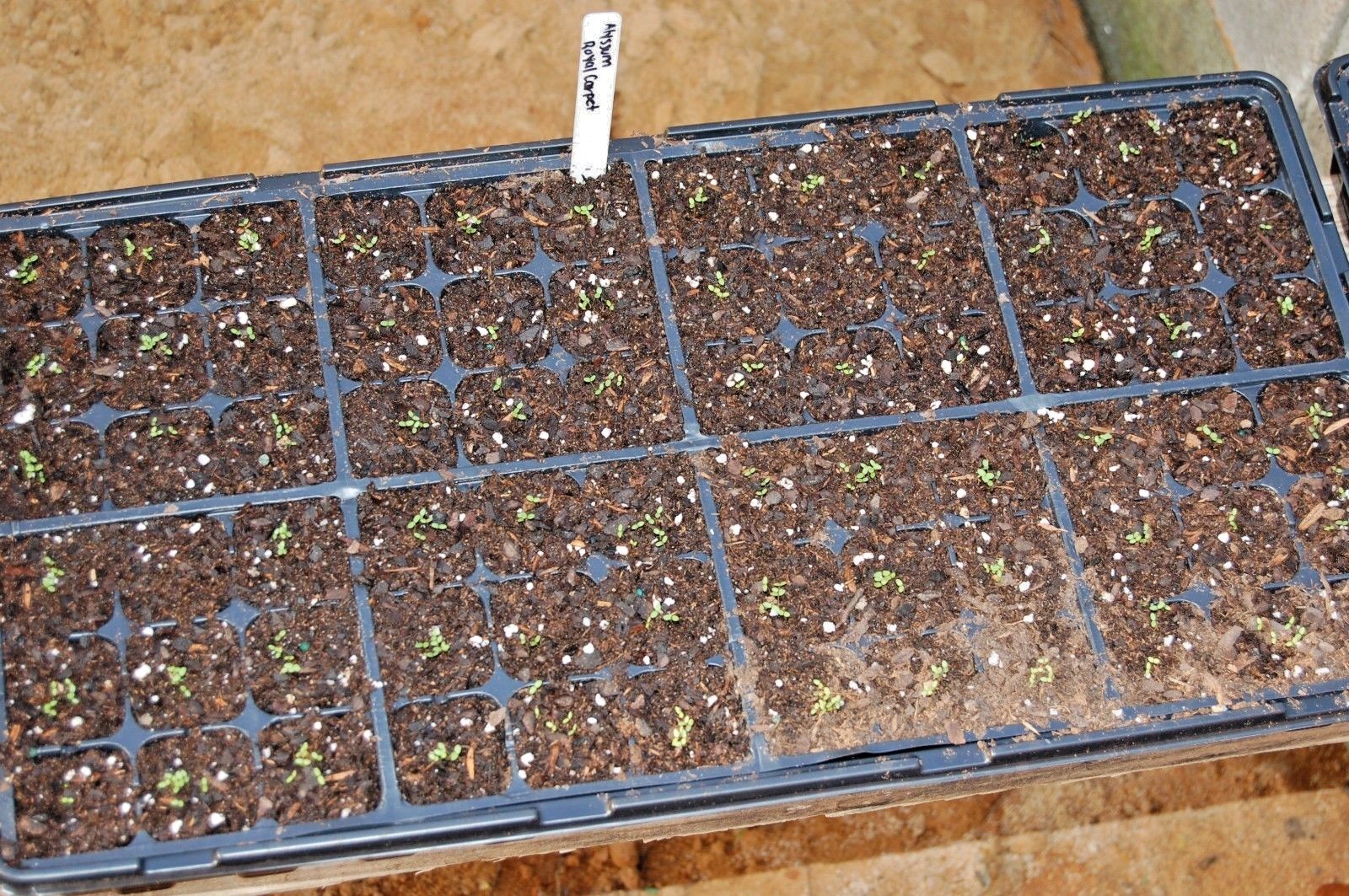 1001+ROYAL CARPET SWEET ALYSSUM Flower Seeds Drought Heat Groundcover Baskets