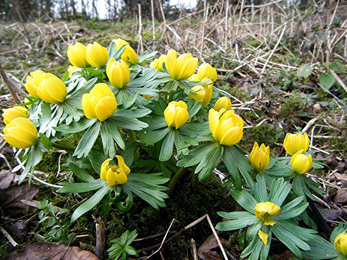 WINTER ACONITE FLOWER BULBS~ERANTHIS~HARDY PERENNIAL LATE WINTER-SPRING FLOWERS!