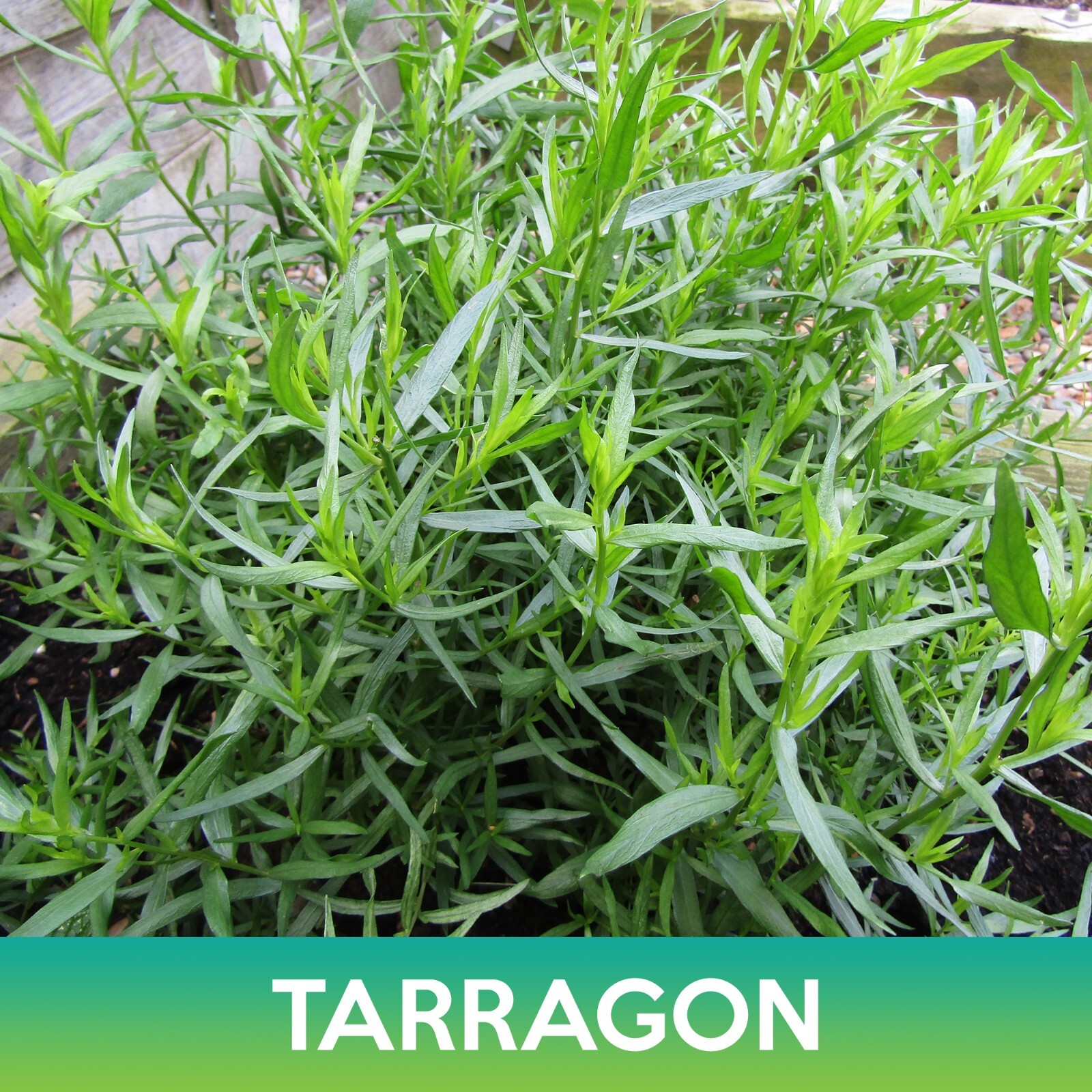 Tarragon Seeds