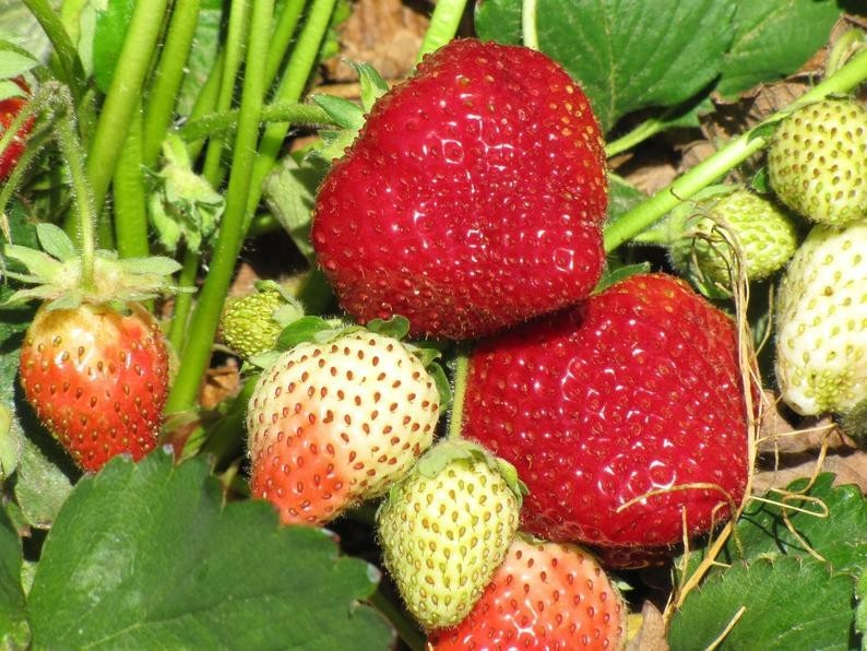 6 XL Strawberry Plants “Honeoye”- Excellent flavor(Pack of 6 Bare Root)Zone:4-8