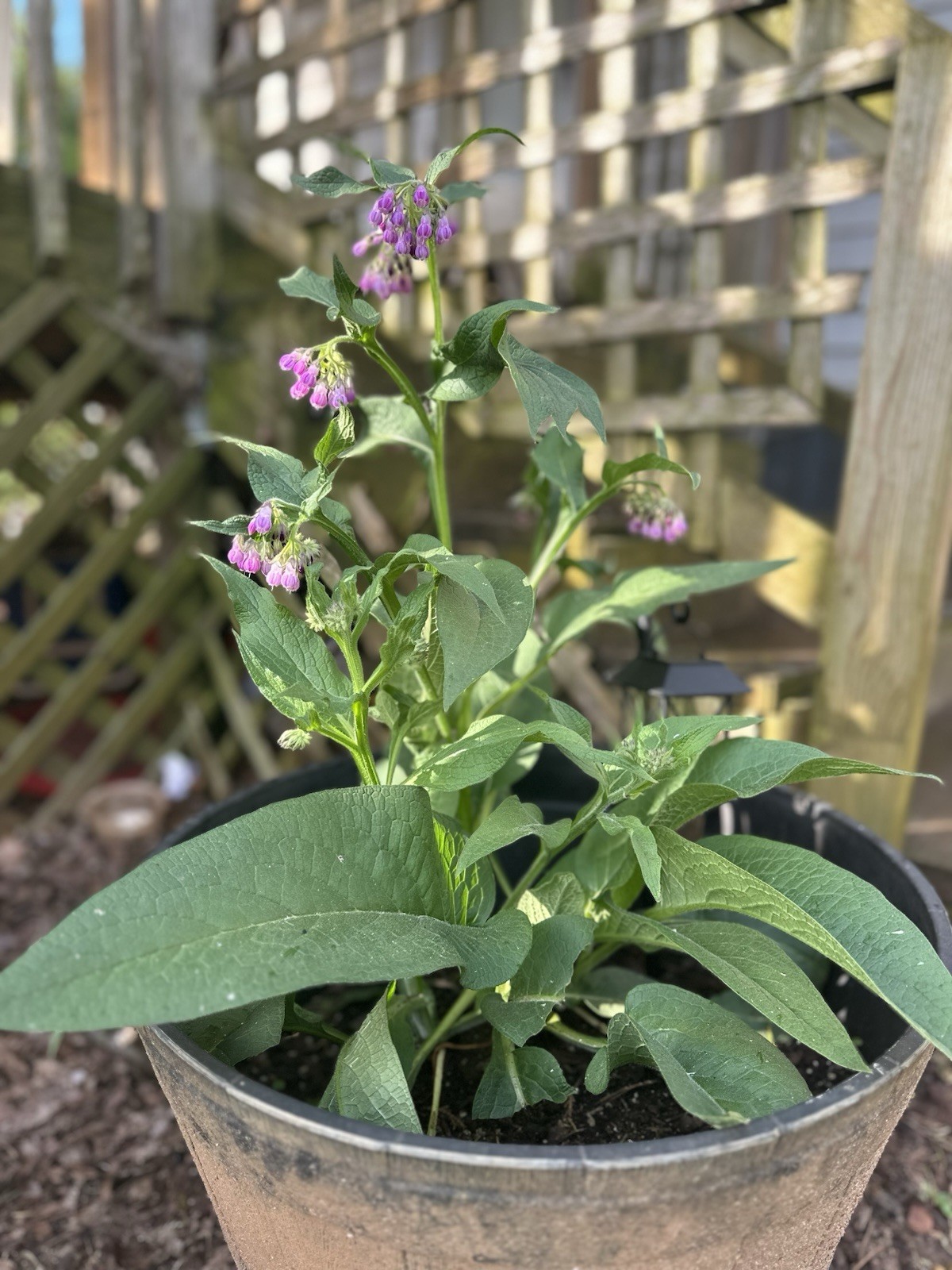 (4 Pieces) Heirloom Organic Comfrey Root Cuttings for Planting
