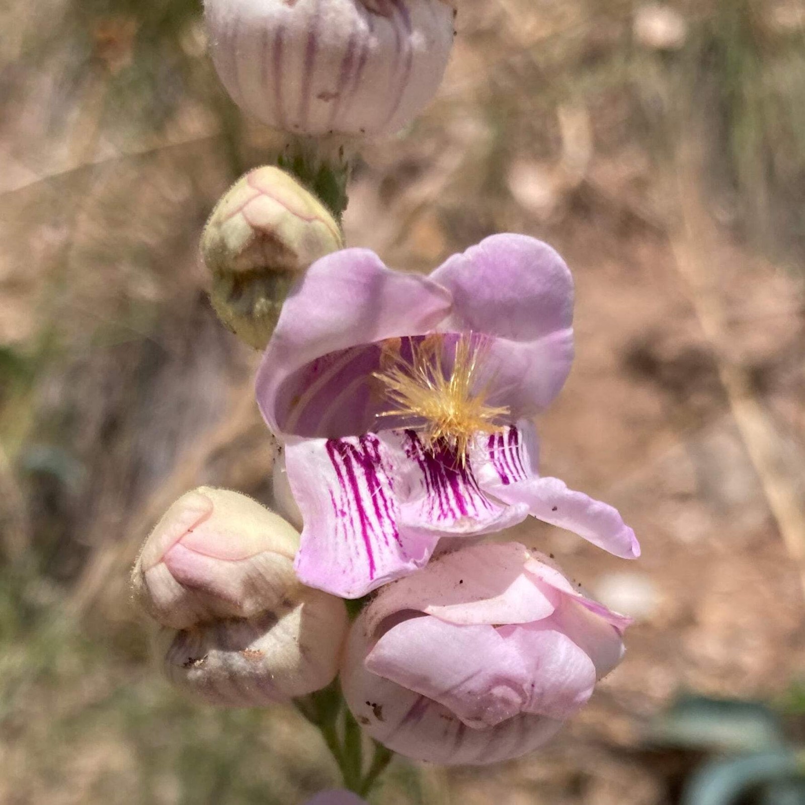 Palmer’s Scented Penstemon Seeds, Beardtongue (Penstemon palmeri) ~Wildflower