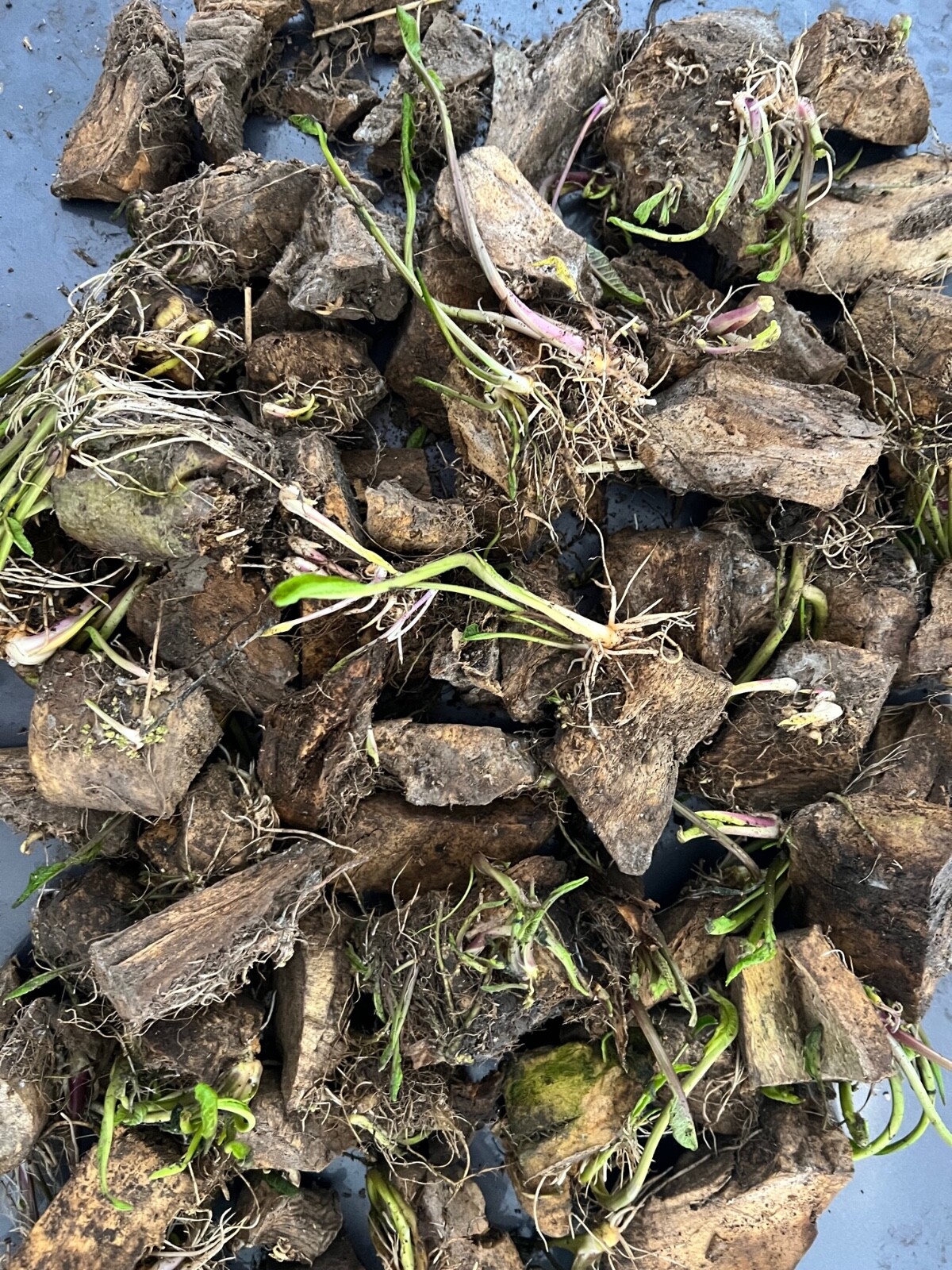 HORSERADISH STARTS (Common), ORGANIC: 6 ea. for planting