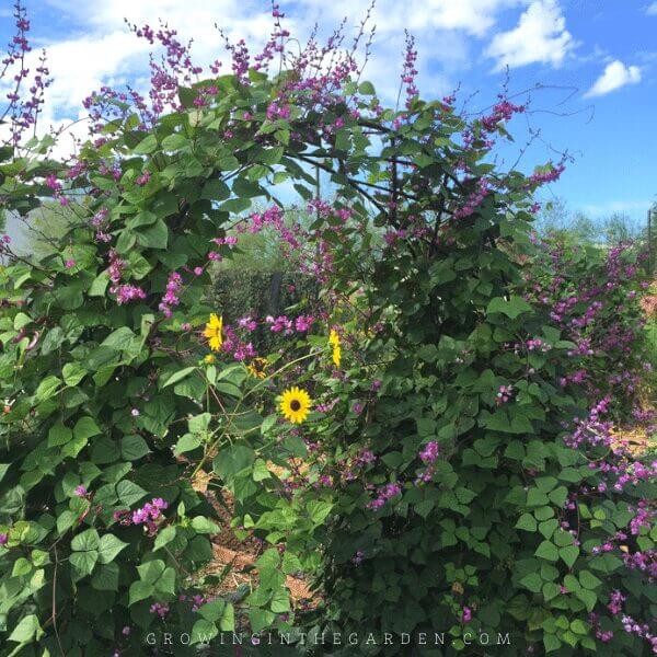Purple Hyacinth Bean Vine Lablab Purpureus 12 Seeds Fast Grow Flower Plant BOGO