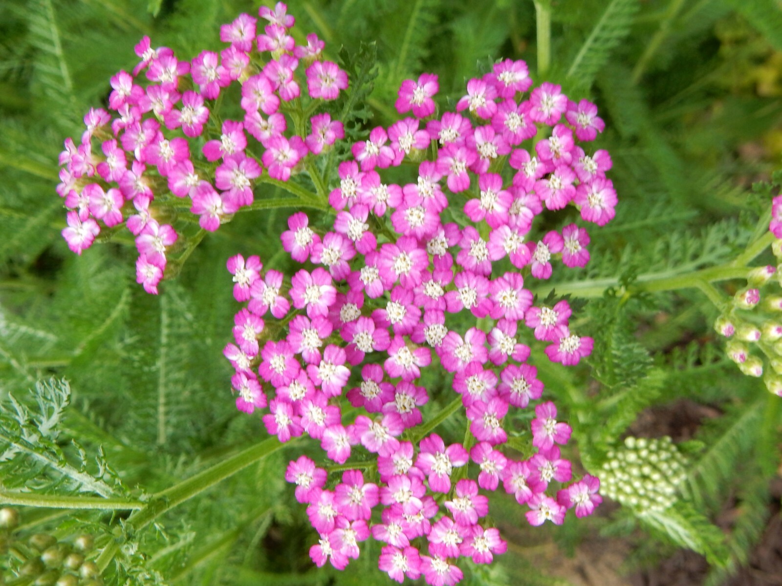 YARROW Achillea Hybrid – Firefly Amethyst – 10 Young Plants
