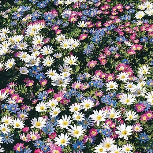 12 Pack Anemone Blanda Bulbs – Perennial Flowers, Attracts Bees, Easy to Grow, M