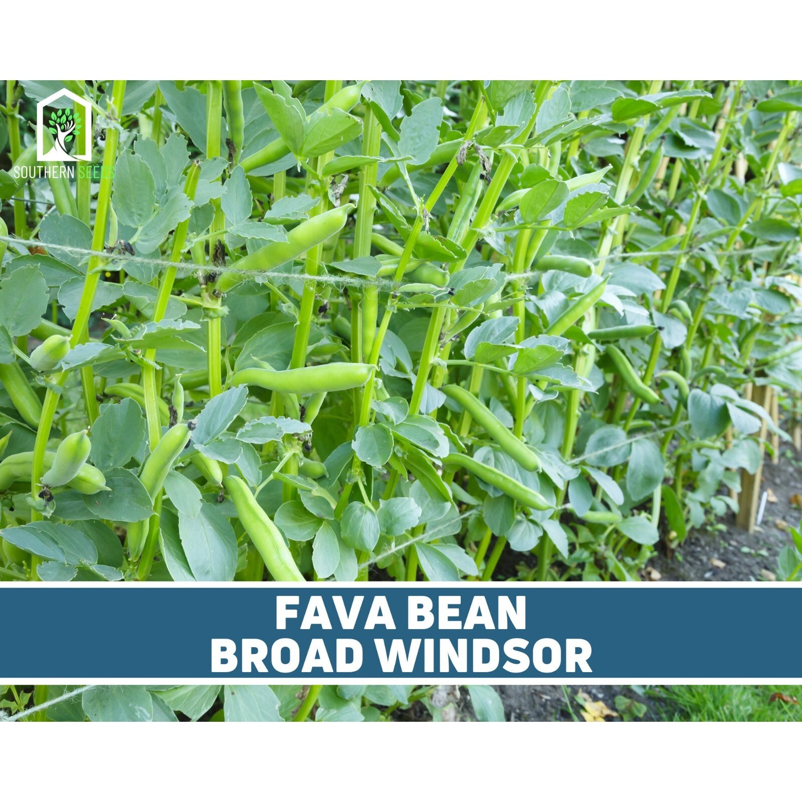 Bean, Fava Broad Windsor – 10 Seeds, Heirloom Vegetable (Vicia faba)