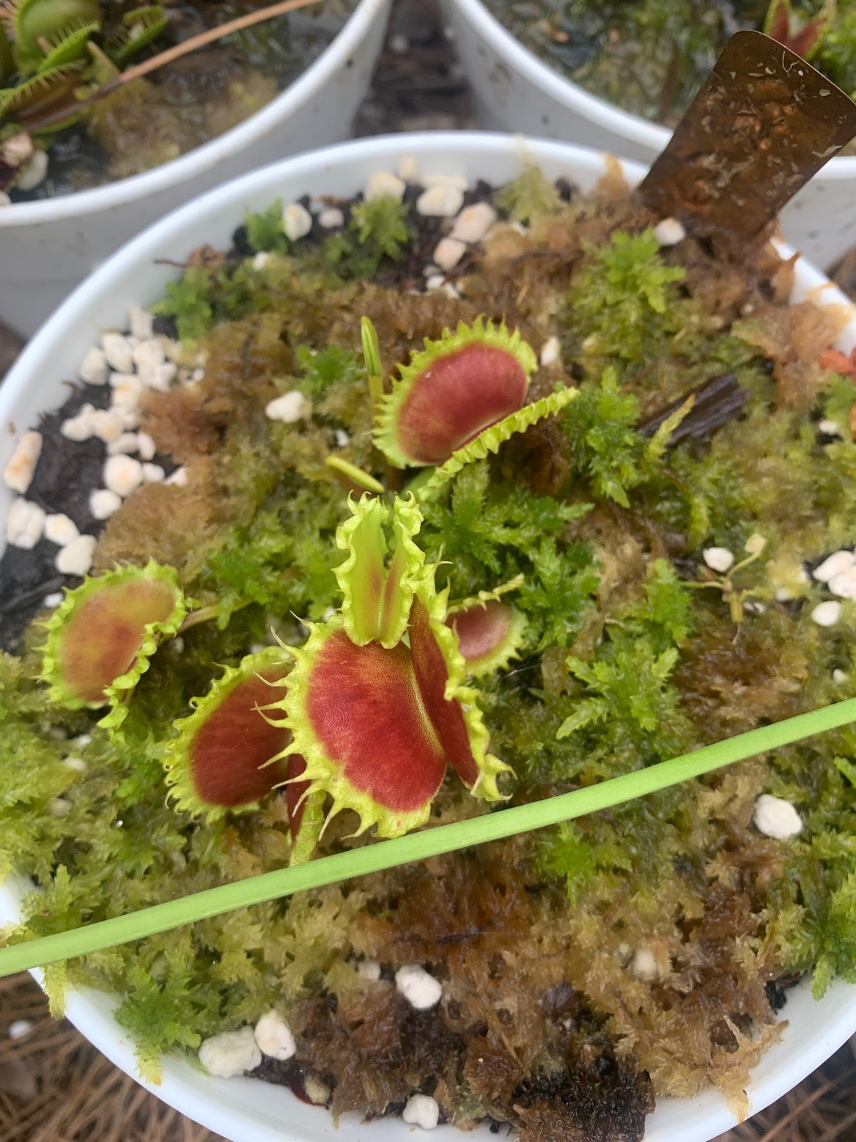 100+ Venus Flytrap seeds + Maxsea plant food