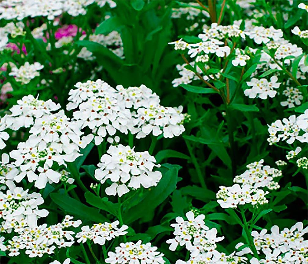 Empress Candytuft Seeds – Annual, Premium, Ground Cover