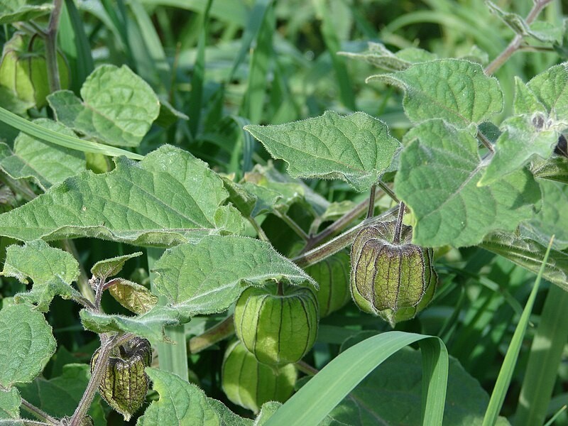Ground Cherry Seeds – Productive Garden Berry -Cape Gooseberry – USA Grown