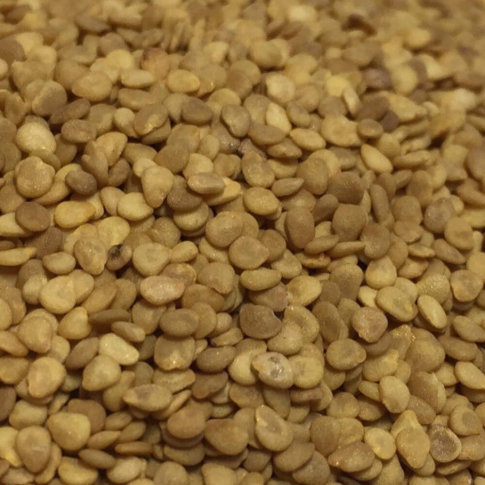 Ashwagandha Seeds (Withania somnifera) ~Ayurvedic Herb Garden