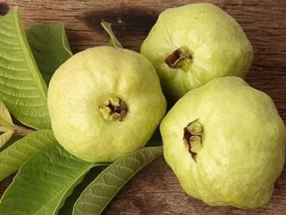 50+ Detwiler Guava Seeds for Garden Planting – USA – FREE SHIPPING!