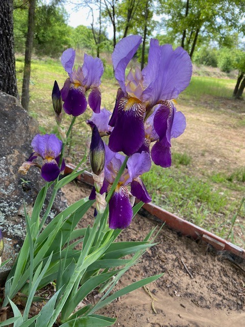 IRIS mixed colors in SETS of 5, easy to grow plant up to 6 wks. before frost