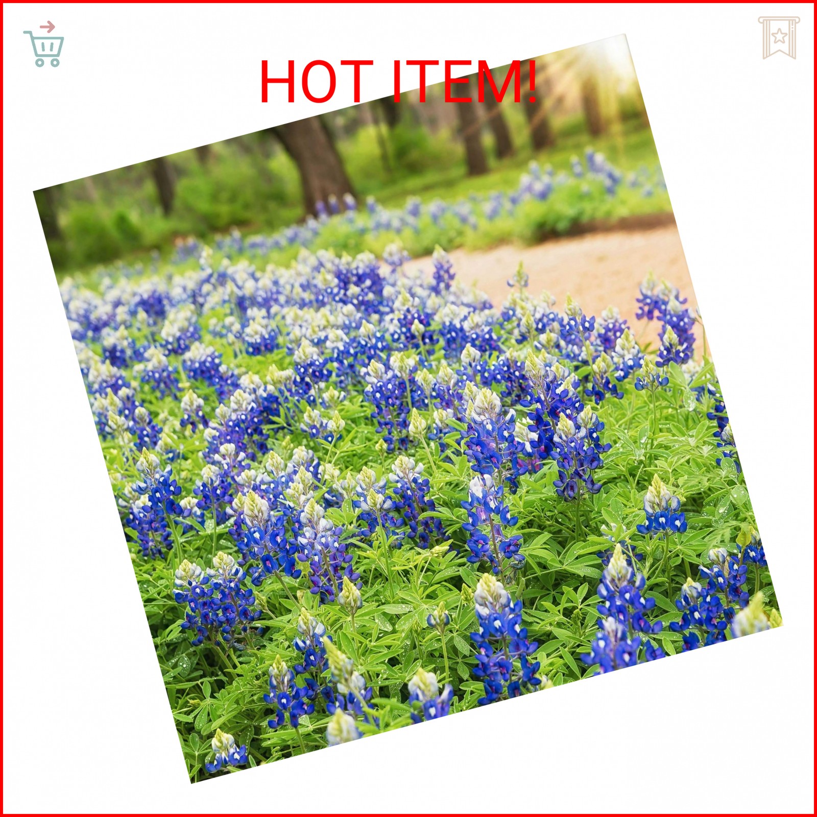 1000+ Texas Bluebonnet Seeds for Planting – Annual Lupinus Texensis, Heirloom Qu