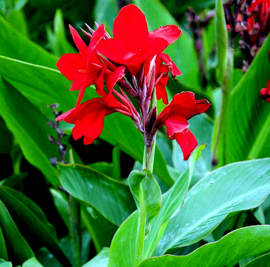 RED CANNA LILY INDICA SEEDS INDIAN SHOT Arrowroot Flowers Attracts Hummingbirds